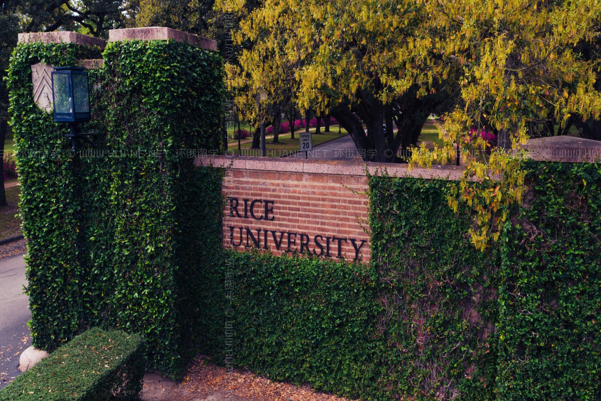 萊斯大學