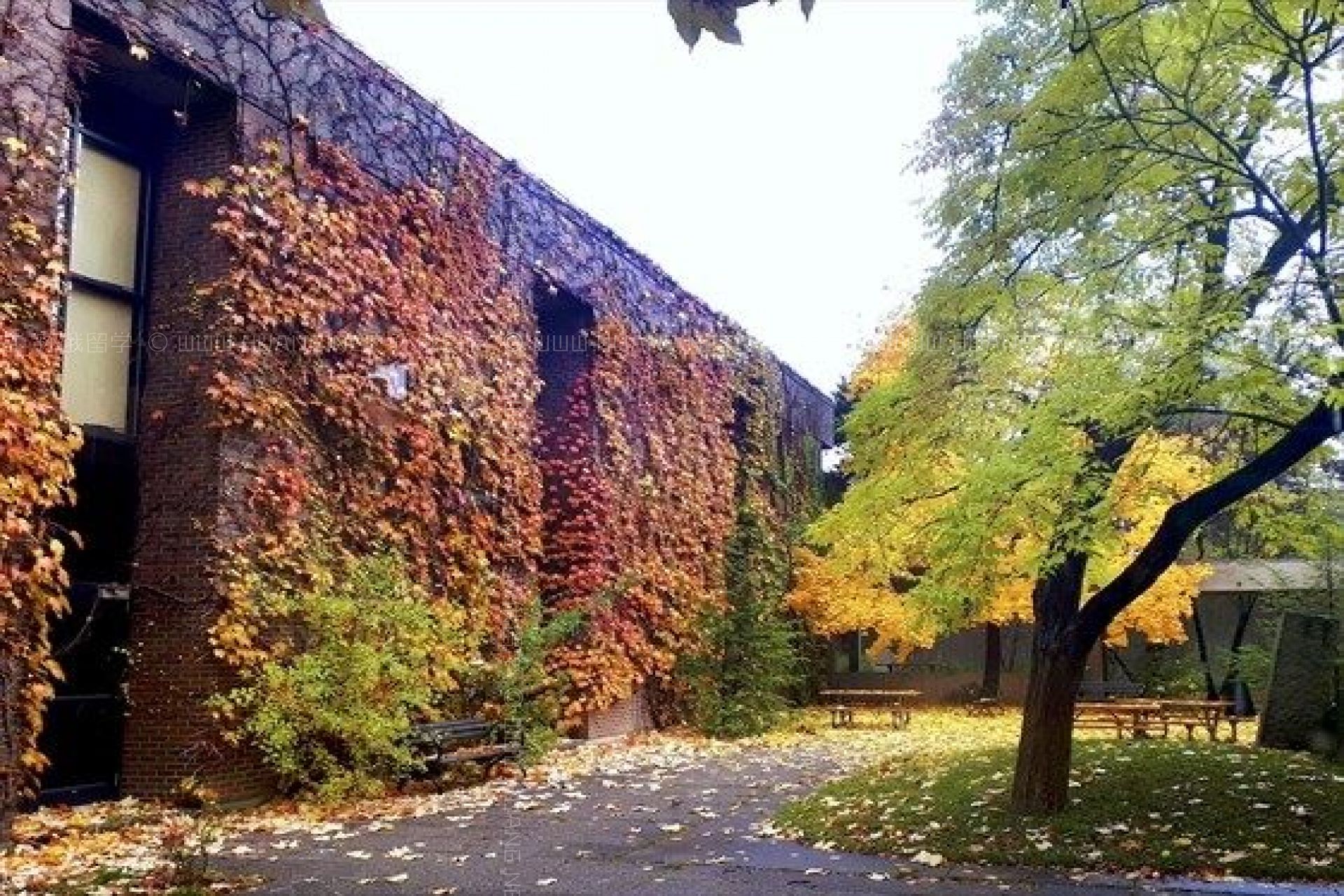 約克大學(xué)